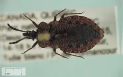 Aradus inornatus thumbnail 4