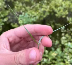 Western Wheatgrass thumbnail 1