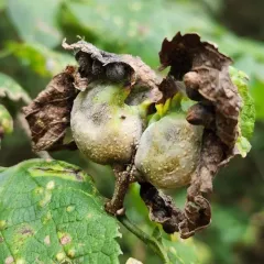 Hackberry Petiole Gall Psyllid thumbnail 4