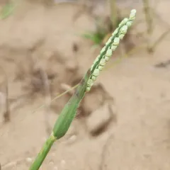 Thin Paspalum thumbnail 4