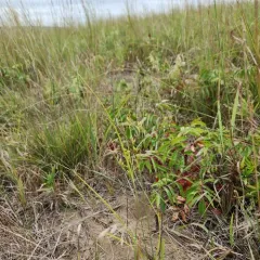 Schweinitz's flatsedge thumbnail 4