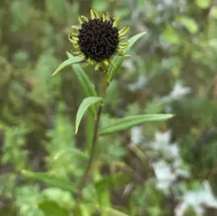 Nuttall's Sunflower thumbnail 3