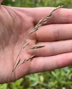 Rough Fescue thumbnail 4