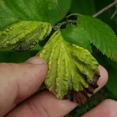 Spiny Witch-Hazel Gall Aphid thumbnail 3