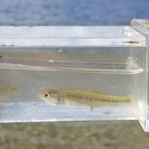 Banded Killifish