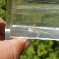 Banded Killifish thumbnail 2