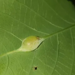 Neolasioptera impatientifolia thumbnail 4