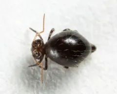 Allacma purpurescens thumbnail 2