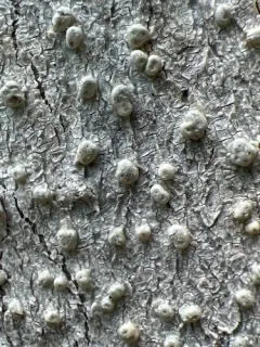 Macoun's Wart Lichen thumbnail 4