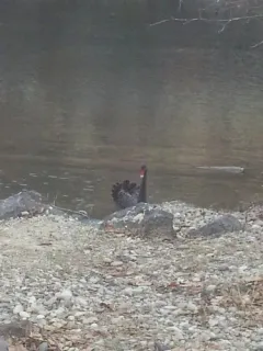Black Swan thumbnail 2
