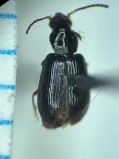 Small California Harp Ground Beetle thumbnail 2