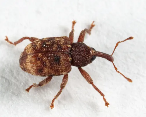 Conotrachelus pusillus