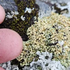 Olive Cladonia thumbnail 2