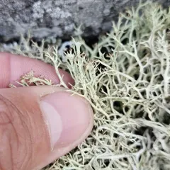 Quill Lichen thumbnail 2