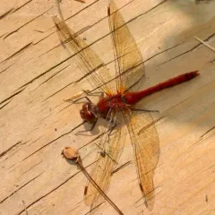 Cherry-faced Meadowhawk thumbnail 4
