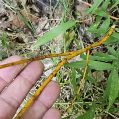 dogwood golden canker thumbnail 3