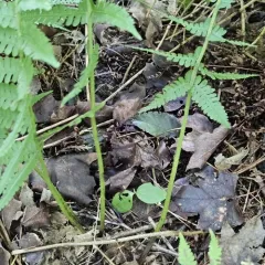 silvery glade fern thumbnail 4