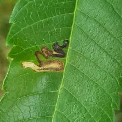 Stigmella intermedia thumbnail 4