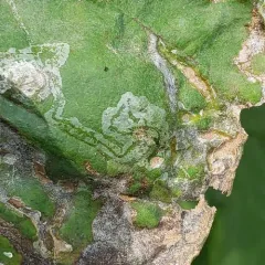 Tulip Tree Leaf Miner thumbnail 4