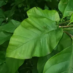 Cucumber-tree thumbnail 4