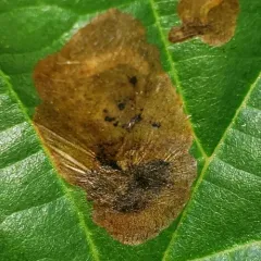 European Alder Leafminer thumbnail 4