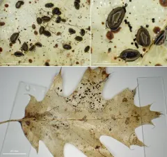 Coccomyces tumidus thumbnail 3