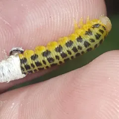 Macremphytus testaceus thumbnail 4