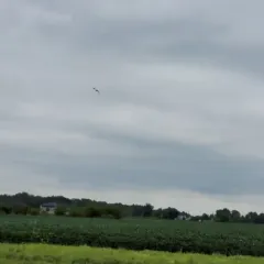 Swallow-tailed Kite thumbnail 3