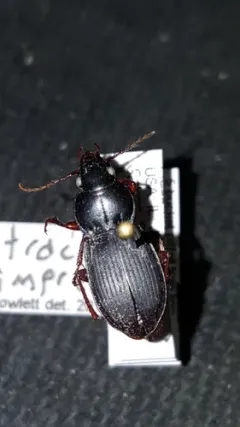 Cyclotrachelus seximpressus thumbnail 3