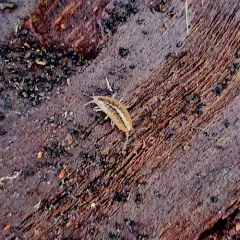 Western Rockslater thumbnail 3