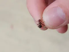Northern Red Wood Ant thumbnail 2
