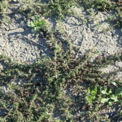 procumbent pigweed thumbnail 4
