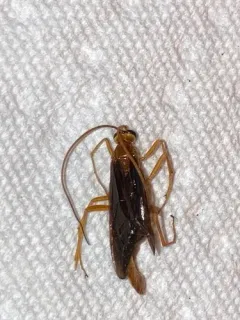 Ophion slossonae thumbnail 2