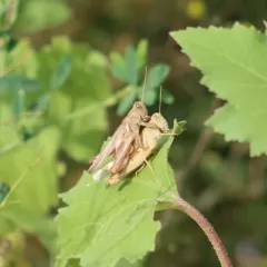 Packard's Grasshopper thumbnail 3