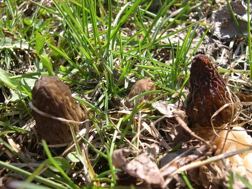 Morchella septentrionalis