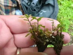 Grandleaf Rhizomnium Moss thumbnail 2