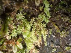 Wahlenberg's Nodding Moss thumbnail 2