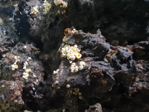 Lachnellula resinaria