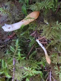 Trichoderma leucopus thumbnail 2