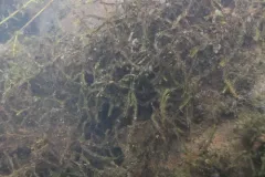 Fontinalis howellii thumbnail 2