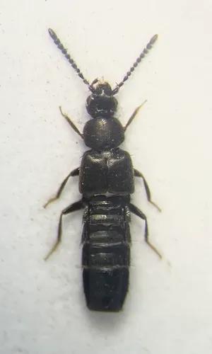 Atheta atramentaria