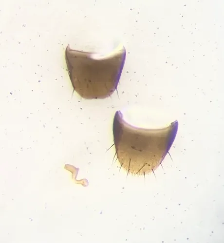 Stethusa dichroa