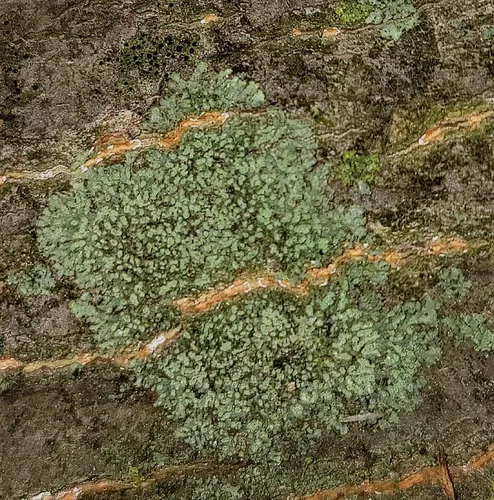 Grainy Shadow-crust Lichen
