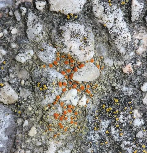 Mortar Rim Lichen
