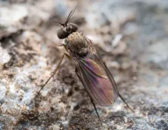 Peloropeodes cornutus thumbnail 2