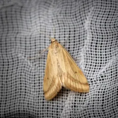 Yellow-veined Moth thumbnail 3