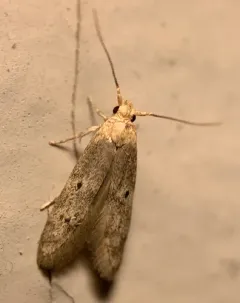 Sumac Micromoth thumbnail 2