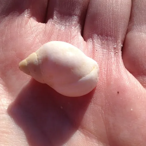Atlantic Dogwhelk