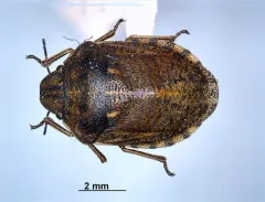 Eurygaster alternata thumbnail 4