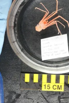 Sternostylus iaspis thumbnail 3